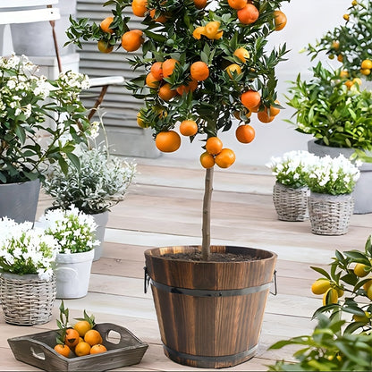 2pc Multi-functional Wooden Garden Bucket 2pc Whiskey Bucket Flowerpot Solid Wood Plant Flower With Water Outlet Multi-functional Indoor\u002Foutdoor Home Garden Ornament Home Storage Bucket Wooden Garden Tool Bucket